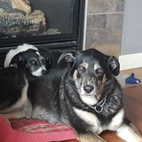 Loving Pet Sitting Available