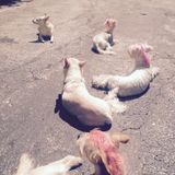 Hi my name is Misti. Wonderful Pet Carer in Miami, Florida& surrounding areas