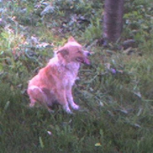 Pet Care Provider Mert K's Profile Picture