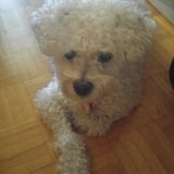 Pet Sitter Wanted in North York. On a regular basis must have house and live in north york.