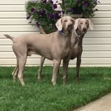 Winston Salem, North Carolina Petsitter Job