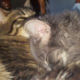 Jenison Pet Sitting, Walking, Grooming, and a friend for your furry critter!