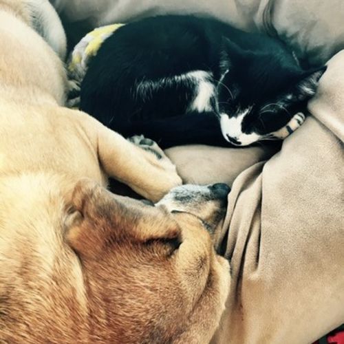 Pet Care Job Sarah Jordan's Profile Picture
