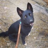 Dog Loving Pet Sitter or Walker wanted in Duluth. :)