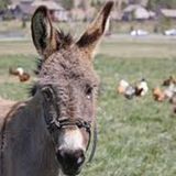 Excellent care and animal lover available