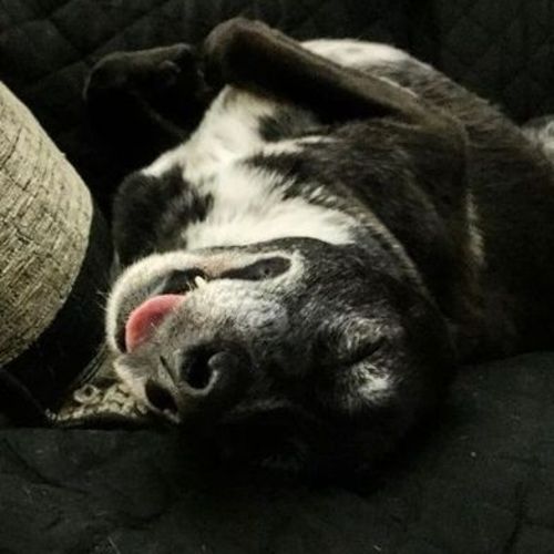 Pet Care Provider Caitlin L's Profile Picture