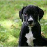 Present Dog Walking Available