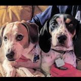 Looking for caring dogsitter on our longer work days