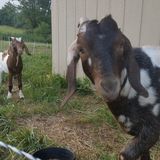Needed: Sitter for goats and chickens