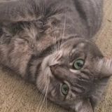Passionate Loving Camarillo Pet Sitter