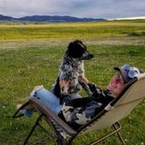 Most Consistent Dog Walker in Bozeman