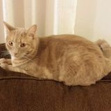 Dog and cat sitter. TLC included.