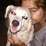Kingston, ON Pet/House Sitter Dog Nanny, St. Johns Ambulance CPR/First Aid Pet Trained
