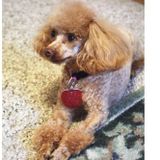 I am Julie and I would like to take care of your fur baby or babies in your home while you go on vacations.