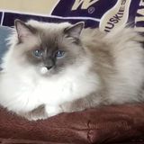 Surprise Animal lover looking to help you out!