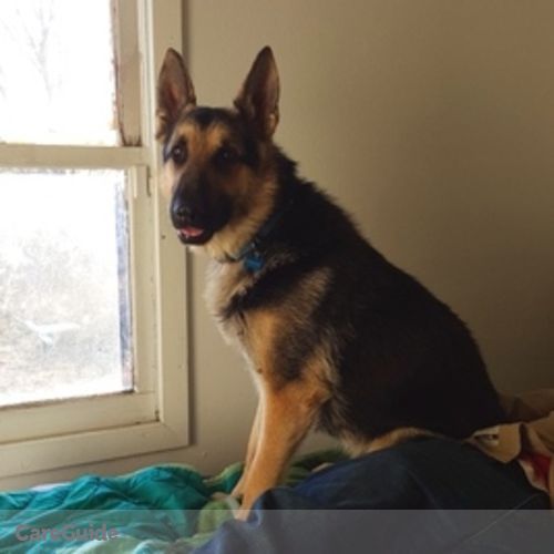 Pet Care Job Cole Bruer's Profile Picture