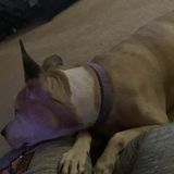 Dog Walking Offered in Decatur and overnight care