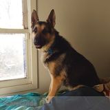 Pet sitter needed for german shepard