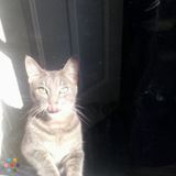 Loving Pet Sitter