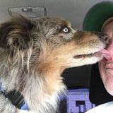 Seeking a Dog Sitter Job in Fredericksburg