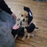 Im very caring patient with animals i guarantee your pet is in great hands!