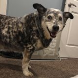 Job Posting: Cedar Falls Dog Walker/pet sitting