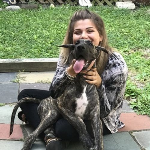 Pet Care Provider Jillian K's Profile Picture