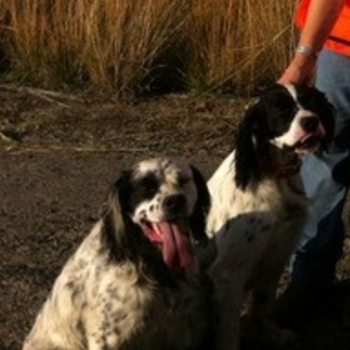 Pet Care Job Jo Ann F's Profile Picture