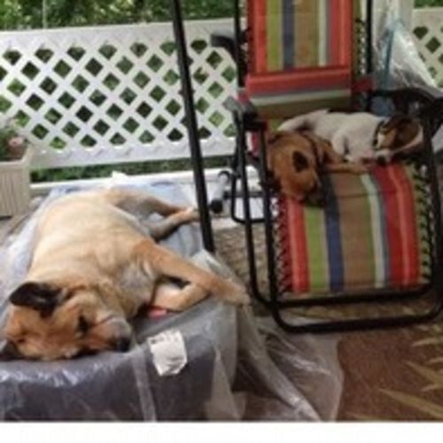 House Sitter Provider Torran M's Profile Picture