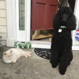 Patient and Loving Petsitter