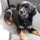 Loving vegan pet care provider with a passionate love for animals!