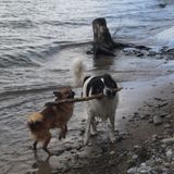 A crew of 3 caretakers (1 human and 2 dogs) will keep your four-legged precious ones happy and healthy.