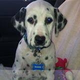 July 29-31 in home pet care, West Jordan