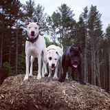 Pittsfield Dog Sitter/ Dog Walker Seeking Work