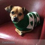 Professional and loving Dog Care