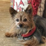 Salt Lake City, Utah Pet Sitter Opportunity