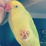 Parrot Sitter Avalable