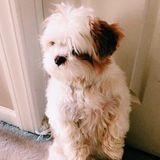 Making your pets still feel at home even when youre not!