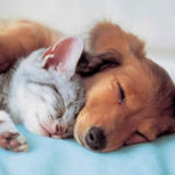 I love & care for all animals not just dogs & cats. I will do overnight stays when needed if transportation is provided.