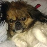 Experienced, responsible pet sitter/walker
