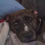 Interested In Davenport Pet Care Provider Opportunity