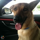 Looking For A Dog Walker