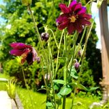 Sustainable gardener looking to offer my services!
