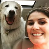 Let me walk your dog!