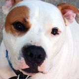 Local petsitter, walker, trainer and adoption consultant in Gettysburg, Pennsylvania