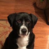 Need updates to a Highlands house