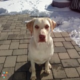 Dog Care