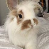 Bunny sitter needed :)