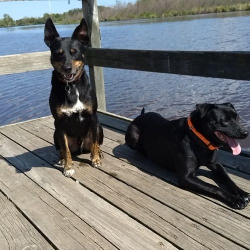 House Sitter Job Becky L's Profile Picture