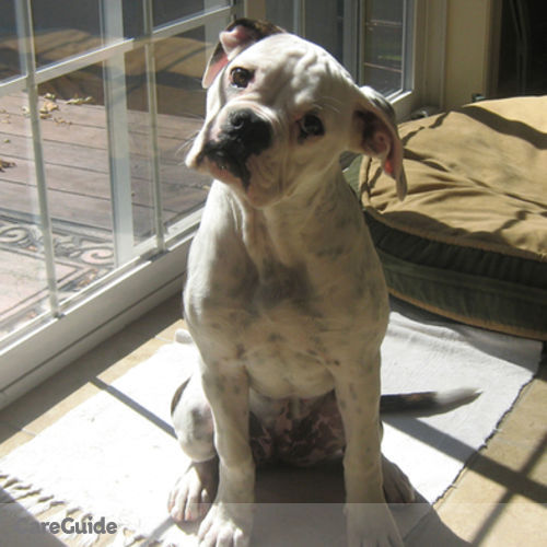 Pet Care Job Elizabeth D's Profile Picture